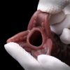 GD2142-ORF Pandora Ovipositor (Pump) - Image 10