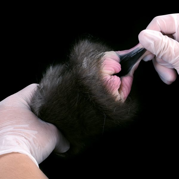 G-F6231 Artificial Animal Cat Pussy Design Silicone Masturbators Ass Doll For Men - Image 3